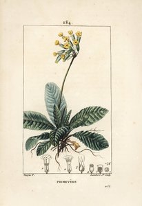 Primevere officinale ou brerelle, cuckoo, Herb a la paralysis, Herb de Saint Paul, primerolle - Cowslip, Primula veris, 显示花、叶和根。 小兰伯特根据 Pierre Jean-Francois Turp 绘制的手绘点画铜版画 作者 皮埃尔·让·弗朗索瓦·特平