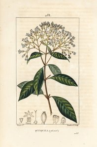 Quinquina - 奎宁或秘鲁树皮，Cinchona officinalis，有花、枝、叶和种子。小兰伯特根据皮埃尔-让-弗朗索瓦-图尔平的画作进行的手绘立体铜版画，该画作出自肖梅顿、波瓦特和张贝的《La Flo》。