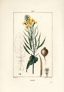 油菜籽或油籽，欧洲油菜，有叶、花和根。 Lambert Junior 手绘点画铜版画，出自 Chaumeton、Poiret 和 Chamberet 的“La Flore Medicale”，巴黎，Panckoucke 的 Pierre Jean-Francois Turpin 的画作 作者 皮埃尔·让·弗朗索瓦·特平