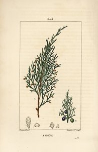 萨宾刺柏，Juniperus sabina，有浆果、叶子、茎和种子。小Lambert根据Pierre Jean-Francois Turpin的画作进行的手绘硬笔铜版画，出自Chaumeton, Poiret和Chamberet的《La Flore Medicale》，巴黎，Panckoucke。 作者 皮埃尔·让·弗朗索瓦·特平