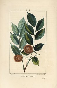 桑龙（sandragon），mangle medaille，paletuvier或mangle rivière--龙血树或paduak树，Pterocarpus officinalis（Pterocarpus draco），有叶、果和种子。易受伤害。小兰伯特的手绘立体铜版画，取自《龙血树》。 作者 皮埃尔·让·弗朗索瓦·特平