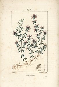 Serpolet或百里香Serpolet - 匍匐百里香或野生百里香，Thymus serpyllum，有花、叶、茎和根。小兰伯特根据皮埃尔-让-弗朗索瓦-图尔平的画作进行的手绘立体铜版画，出自Chaumeton, Poiret and Chamberet。