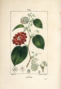Smilax Variety - 中国 smilax，Smilax china，有花、卷须、叶和果实。 Lambert Junior 手绘点画铜版画，出自 Chaumeton、Poiret 和 Chamberet 的“La Flore Medicale”的 Pierre Jean-Francois Turpin 的一幅画， 作者 皮埃尔·让·弗朗索瓦·特平