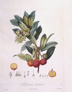 草莓树（Arbutus unedo），Henry Louis Duhamel du Monceau，Pierre Jean Francois Turpin的植物图版