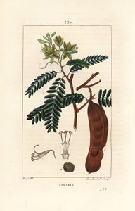 罗望子 - 罗望子，印度罗望子，有花、叶和种球。小Lambert根据Pierre Jean-Francois Turpin的画作进行的手绘硬笔铜版画，出自Chaumeton, Poiret和Chamberet的《La Flore Medicale》，巴黎，Panc 作者 皮埃尔·让·弗朗索瓦·特平