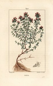 Thyme, Thymus vulgaris, showing, flower, leaf, stem and root. Handcoloured stipple copperplate engraving by Lambert Junior from a drawing by Pierre Jean-Francois Turpin from Chaumeton, Poiret and Chamberet