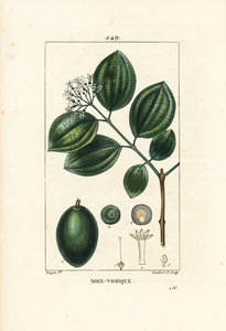 Vomiker - Strychnine 树或毒坚果，Strychnos nux-vomica，有果实、种子、叶子和花。 Lambert Junior 手绘点画铜版画，来自 Chaumeton、Poiret 和 Chamberet 的“La Flore”的 Pierre Jean-Francois Turpin 的画作