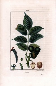 带坚果的核桃枝 - 核桃树，Juglans regia，有枝、叶、成熟的果实、带壳和部分的坚果。 Lambert Junior 手绘点画铜版画，来自 Chaumeton, Poiret et Chamber 的 Pierre Jean-Francois Turpin 的画作 作者 皮埃尔·让·弗朗索瓦·特平