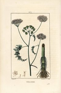 水滴草或水芹，Oenanthe aquatica（Phellandrium aquatica），有花、叶、茎和根。小Lambert根据Pierre Jean-Francois Turpin的画作进行的手绘立体铜版画，出自Chaumeton, Poiret和Chamberet的作品。