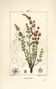 Wild rhubarb - Rhapontic or false rhubarb, Rheum rhapontium, with flower, stalk, seed and leaf outline. Handcoloured stipple copperplate engraving by Lambert Junior from a drawing by Pierre Jean-Francois Turpin from Chaumeton, Poiret and Chamberet
