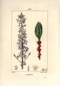 木漂亮，漂亮，绿色，绿色的木头，达芙妮漂亮的木头 - Mezereon，Daphne mezereum。 Lambert Junior 手绘点画铜版画，出自 Chaumeton、Poiret 和 Chamberet 的“La Flore Medicale”的 Pierre Jean-Francois Turpin 的一幅画， 作者 皮埃尔·让·弗朗索瓦·特平