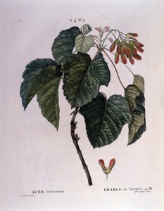 植物学：枫树分支。 取自“Nouveau Duhamel du Monceau 或在法国栽培的对待树木和灌木”的盘子，Pierre Joseph Redoute（1759-1840）1819 年的水彩画 作者 皮埃尔·约瑟夫（后）雷杜特