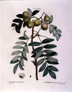 植物学：从“新杜哈梅尔杜蒙索或在法国栽培的对待树木和灌木”绘制的科米尔（山梨）的分支 皮埃尔·约瑟夫·雷杜特（Pierre Joseph Redoute，1759-1840）1819 年的水彩画 作者 皮埃尔·约瑟夫（后）雷杜特