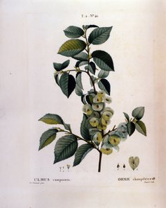 植物学：榆树枝。图版取自《Nouveau Duhamel du Monceau或Treats Treats法国栽培的树木和灌木》水彩画，作者Pierre Joseph Redoute（1759-1840），1819年 作者 皮埃尔·约瑟夫（后）雷杜特