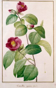Camellia japonica Botanical Plate by Pierre Joseph Redoute (1759-1840) 19 世纪巴黎，自然历史博物馆 作者 皮埃尔·约瑟夫（后）雷杜特
