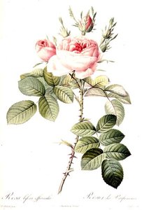 Bifera Officinalis蔷薇，朗格瓦雕刻，雷蒙德出版（彩色雕刻）。 作者 皮埃尔·约瑟夫（后）雷杜特