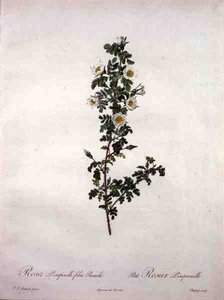 矮小的苏格兰玫瑰（Rosa pimpinelli folia pumila），由Chapuy雕刻，出自《Les Roses》。 作者 皮埃尔·约瑟夫（后）雷杜特