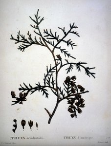 Thuya occidentalis 或 Thuya d