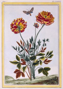 各种双花黄罂粟，c.1776（手工彩色雕刻）