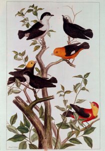 树枝上的鸟儿 皮埃尔-约瑟夫（1731-1807）的石版画 18世纪 巴黎，B.N. 作者 皮埃尔·约瑟夫·布霍兹