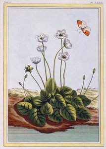 Chiendent de Parnasse Grass of Parnassus, pub.1776. 作者 皮埃尔·约瑟夫·布霍兹