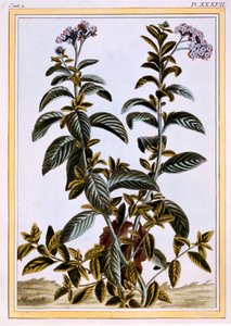 Heliotrope或Cherry-pie，c.1766（手工彩色雕刻） 作者 皮埃尔·约瑟夫·布霍兹