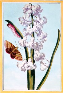 Hyacinth, pub.1776. 作者 皮埃尔·约瑟夫·布霍兹