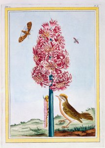 Hyacinth, pub.1776. 作者 皮埃尔·约瑟夫·布霍兹