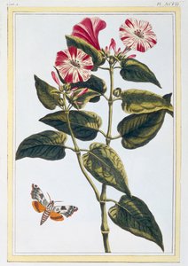 La Belle de Nuit Morning Glory, pub.1776.