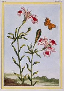 La Fleur Tachete des Incas 秘鲁百合，出版。1776.