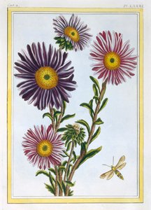 La Reine Marguerite Aster，出版。1776. 作者 皮埃尔·约瑟夫·布霍兹