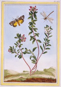 Le Petit arbousier des Aples 山地石楠，出版。1776. 作者 皮埃尔·约瑟夫·布霍兹