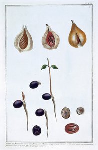 肉豆蔻，约1751-1807 作者 皮埃尔·约瑟夫·布霍兹
