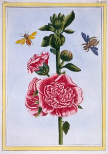 Passerose Hollyhock, pub.1776. 作者 皮埃尔·约瑟夫·布霍兹