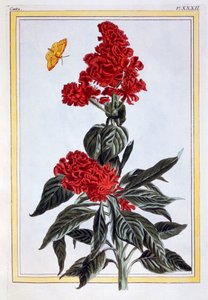 苋菜的品种，出版。1776. 作者 皮埃尔·约瑟夫·布霍兹