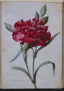 深红色康乃馨，1822年 作者 皮埃尔·约瑟夫·雷杜特