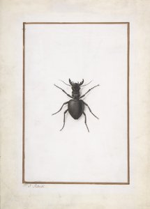 雄鹿甲虫, . 作者 皮埃尔·约瑟夫·雷杜特