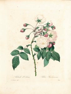 由Victor选择的Adelaide d&39;OrléansRose，来自“选择最美丽的花朵和最美丽的水果”，Vol。我，1827-33