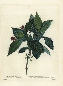 高山金银花，Lonicera alpigena。 Du Ruisseau 手绘点画版画，由巴黎 Henri Louis Duhamel du Moncel 的 Treat des Arbres et Shrustes 的 Pierre-Joseph Redoute 绘制 作者 皮埃尔·约瑟夫·雷杜特