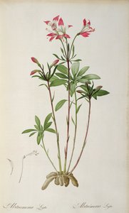 Alstraemeria Ligtu，来自“Les Liliacees”的Pierre Redoute，8卷，出版1805-16，（彩色雕刻） 作者 皮埃尔·约瑟夫·雷杜特