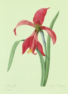 金盏花（彩色雕刻） 作者 皮埃尔·约瑟夫·雷杜特