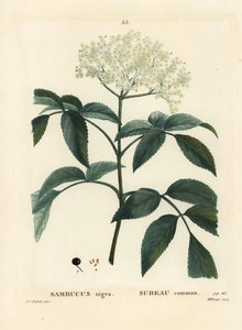 Black elder or European elderberry, Sambucus nigra. Handcoloured stipple engraving by Miss Brenet after an illustration by Pierre-Joseph Redoute from Henri Louis Duhamel du Moncel