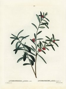 沼泽迷迭香，Andromeda polifolia。皮埃尔-约瑟夫-雷杜特（Pierre-Joseph Redoute）根据巴黎亨利-路易斯-杜哈梅尔-杜蒙索（Henri Louis Duhamel du Monceau）的《树木与灌木》（Treat des Arbres et Shrustes）中的插图进行的手绘波纹雕版。 作者 皮埃尔·约瑟夫·雷杜特