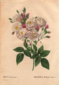 Botanical Board, Flower, Rose 品种：菲利普榛子玫瑰 (Rosa nosettiana)。 由 John Champney 在美国种植并于 1814 年由 Philippe Noisette 引入法国的 Rose moschata chinensis 杂交种。 作者 皮埃尔·约瑟夫·雷杜特