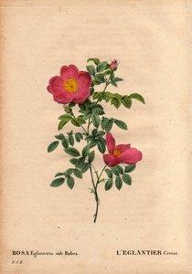 Botanical Board, Flower, Rose Variete：大约 1820 年，Monsieur Vilmorin 温室中的 Cherry Eglantier (Rosa eglanteria sub rubra) 剧目，由黄玫瑰的种子获得。 皮埃尔·约瑟夫·雷杜特 (Pierre Joseph Redoute) 第 2 卷“玫瑰之花” 作者 皮埃尔·约瑟夫·雷杜特
