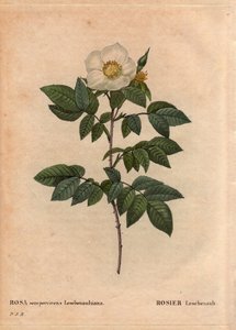 Botanical Board, Flower, Rose 品种：Leschenault 玫瑰 (Rosa sempervirens Leschenaultiana)。 由 Leschenault 先生在 Nilgiri（或 Nilagiri 或 Nilgiris）也称为印度蓝山发现。 在泰米尔纳德邦地区，1824 年之前。在“”L 作者 皮埃尔·约瑟夫·雷杜特