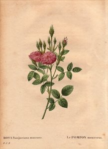 Botanical Board、Flower、Rose Variete：1801 年左右在英格兰西部的一个花园中发现的“玫瑰花”（Rosa Pomponiana muscosa）闪闪发光的绒球。 1759-1840) 作者 皮埃尔·约瑟夫·雷杜特