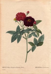 Botanical Board, Flower, Rose Variete: Van Eeden Rose (Rosa Gallica Purpurea Velutina Parva). Cultivated in the Netherlands by Van Eeden before 1810. In “” Les Roses”, Volume 2 by Pierre Joseph Redoute (1759-1840) 作者 皮埃尔·约瑟夫·雷杜特