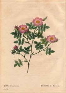 植物板、花卉、玫瑰品种：布什玫瑰（Rosa dumetorum）。 来自欧洲和亚洲的犬玫瑰家族，发现于 1821 年之前。在“Les Roses”，Pierre Joseph Redoute（1759-1840）的第 2 卷中 作者 皮埃尔·约瑟夫·雷杜特