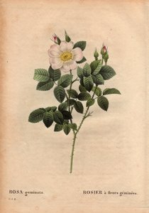 植物盘、花、玫瑰品种：宝石花玫瑰。 （双生蔷薇）。 1820 年之前由德国维尔茨堡附近的劳教授发现。 在“玫瑰花”，第 2 卷中，皮埃尔·约瑟夫·雷杜特 (1759-1840) 作者 皮埃尔·约瑟夫·雷杜特